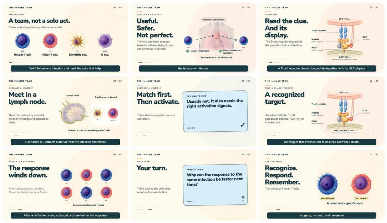 Nine frames from across Five-minute explainer on T cells