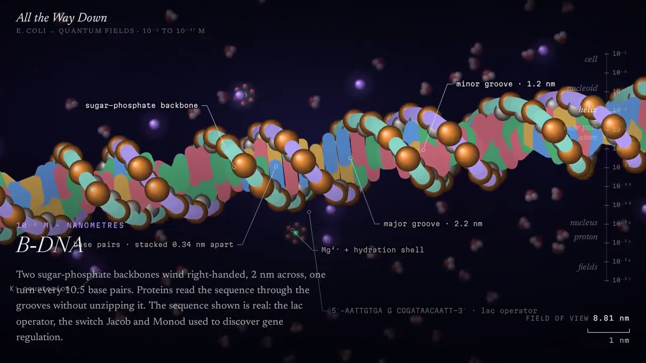 Frame from From a bacterium down to quantum fields