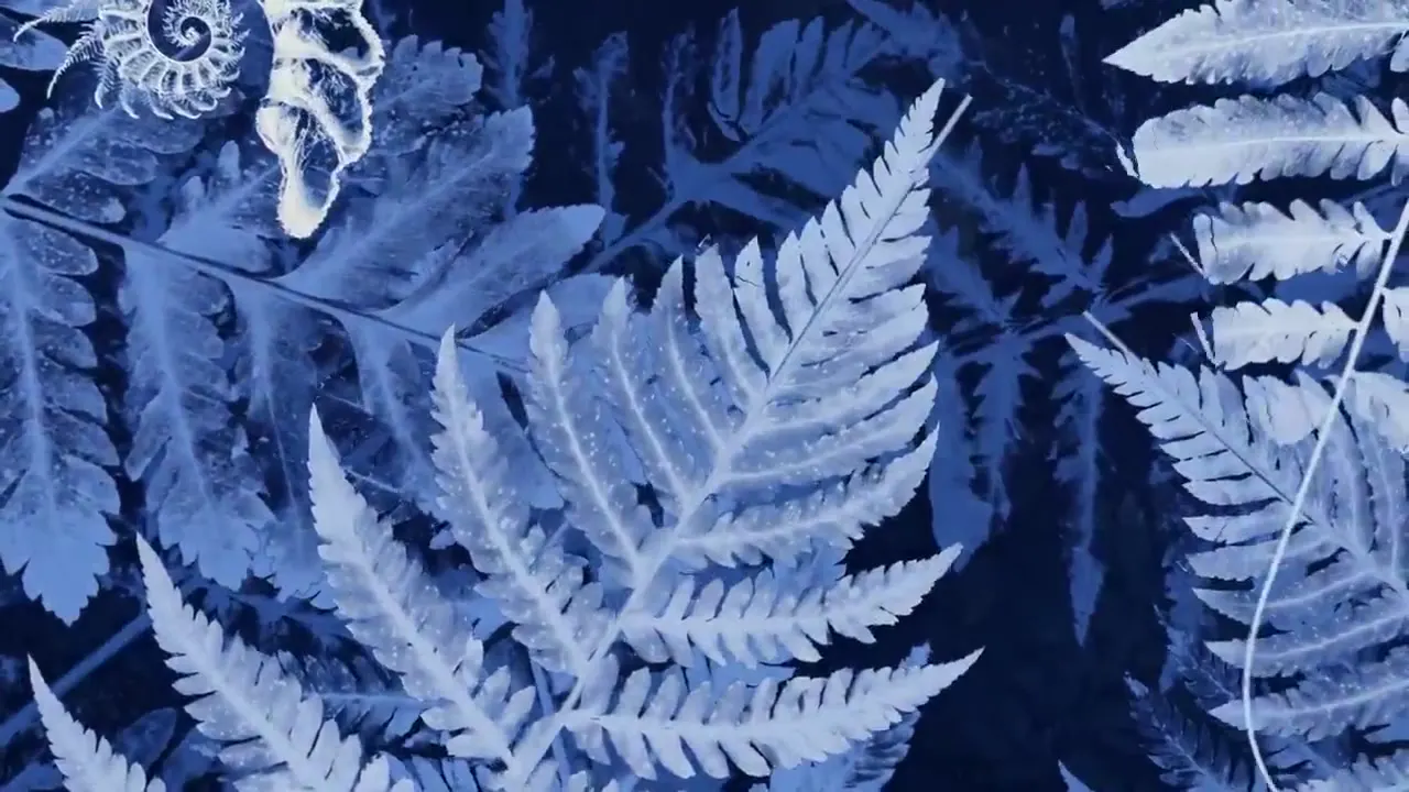 Frame from Cyanotype ferns and fiddleheads