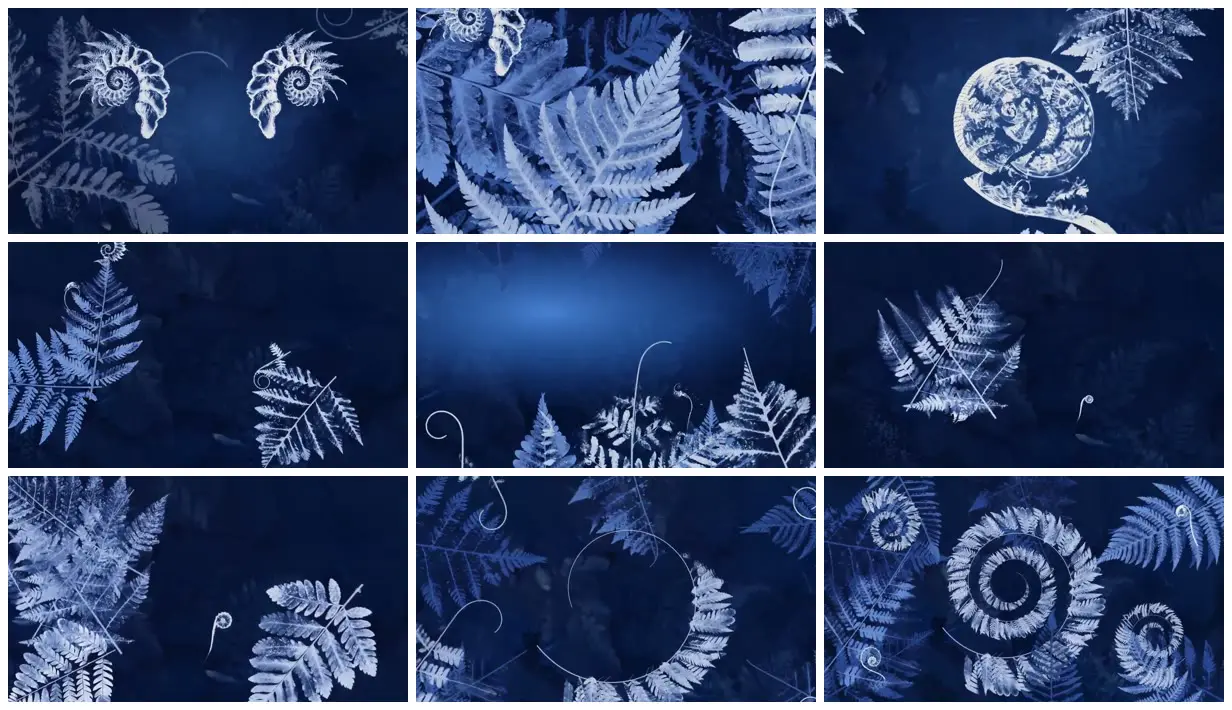 Nine frames from across Cyanotype ferns and fiddleheads