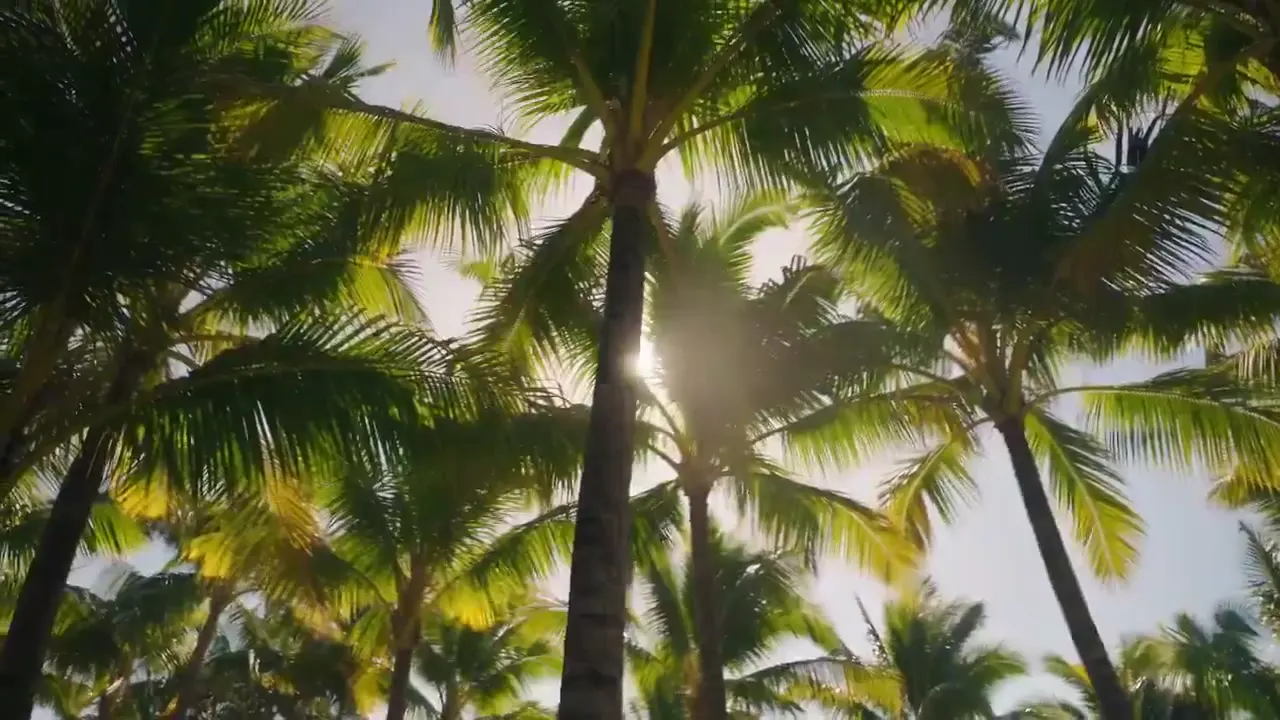 Frame from Tropical vacation from street to shore